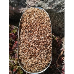 Łuska babki płesznik